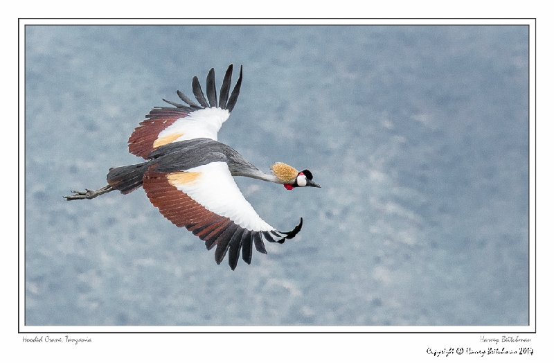 Grey Crowned Crane_HBB4265_Gallery Print.jpg